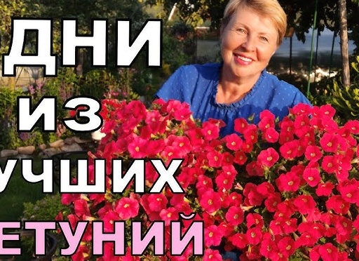 Цветочный шок: как порадовать любимых и не разориться?
