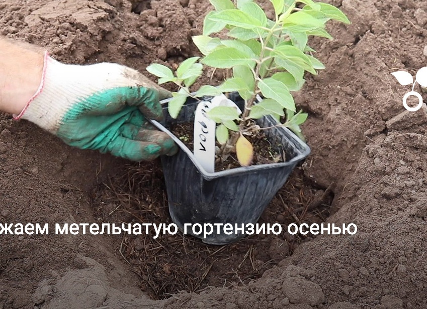 Как правильно посадить метельчатую гортензию осенью: подробное руководство.