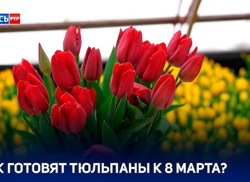 Откуда тюльпанчики? Или 8 марта не будет